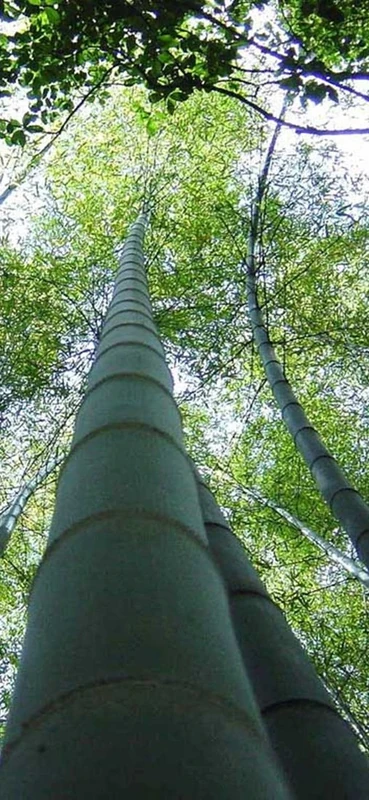 PeelitStickit, Beautiful Nature Wall Murals, ID-3261, vinyl