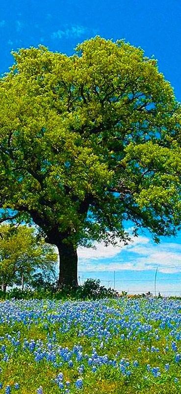 PeelitStickit, Beautiful Nature Wall Murals, ID-3262, vinyl