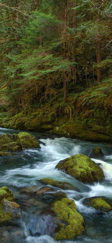 PeelitStickit, Beautiful Nature Wall Murals, ID-3277, vinyl