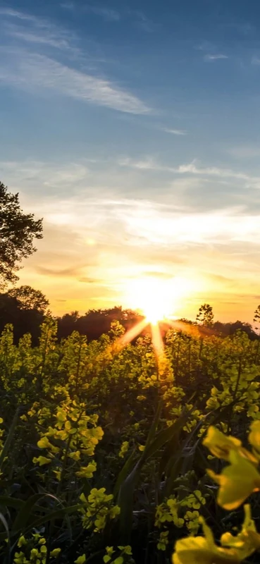 PeelitStickit, Beautiful Nature Wall Murals, ID-3283, vinyl