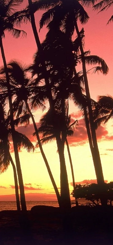 PeelitStickit, Beautiful Nature Wall Murals, ID-3337, vinyl