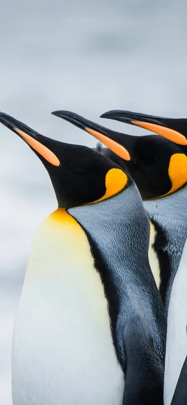 PeelitStickit, Beautiful Nature Wall Murals, ID-3334, vinyl