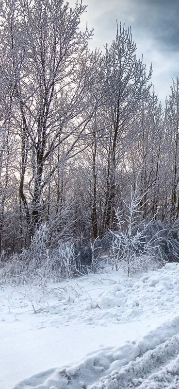 PeelitStickit Mural, Beautiful Nature Wall MuralsID-4214, vinyl