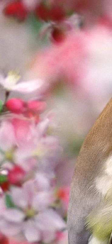 PeelitStickit Bird, Animal Wall Murals ID-048, vinyl