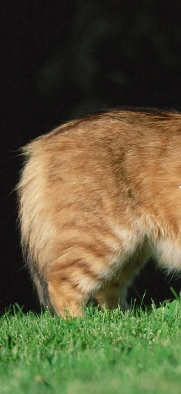 PeelitStickit Big and Small Cats, Animal Wall Murals ID-255, vinyl