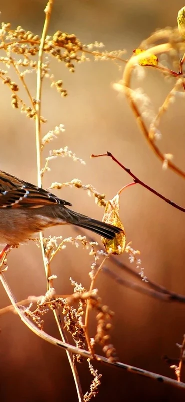 PeelitStickit Bird, Animal Wall Murals ID-162, vinyl