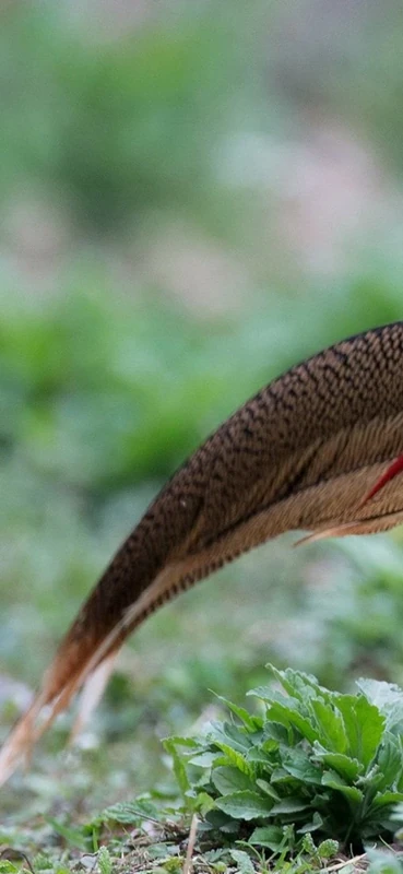 PeelitStickit Bird, Animal Wall Murals ID-110, vinyl