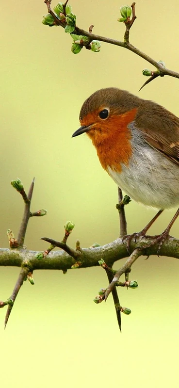 PeelitStickit Bird, Animal Wall Murals ID-098, vinyl