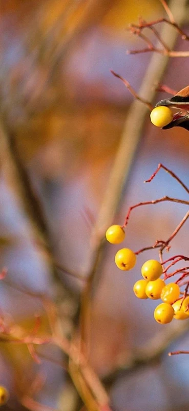 PeelitStickit Bird, Animal Wall Murals ID-078, vinyl