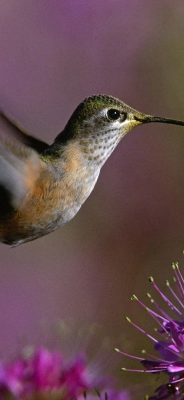 PeelitStickit Bird, Animal Wall Murals ID-170, vinyl