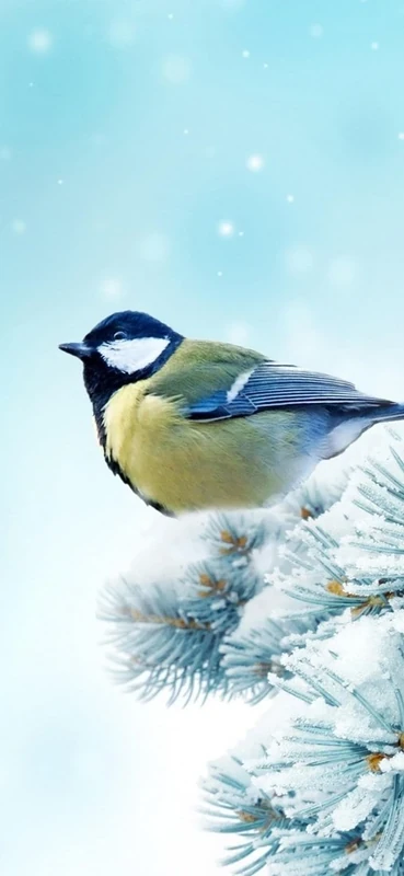 PeelitStickit Bird, Animal Wall Murals ID-178, vinyl