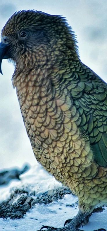 PeelitStickit Bird, Animal Wall Murals ID-263, vinyl