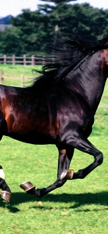 PeelitStickit Black Horse, Animal Wall Murals ID-003, vinyl