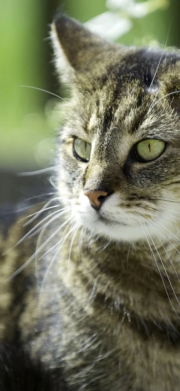 PeelitStickit Cat, Animal Wall Murals ID-116, vinyl