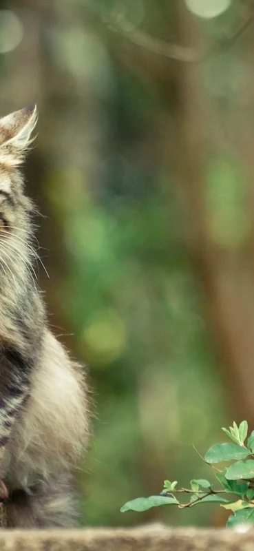 PeelitStickit Cat, Animal Wall Murals ID-146, vinyl