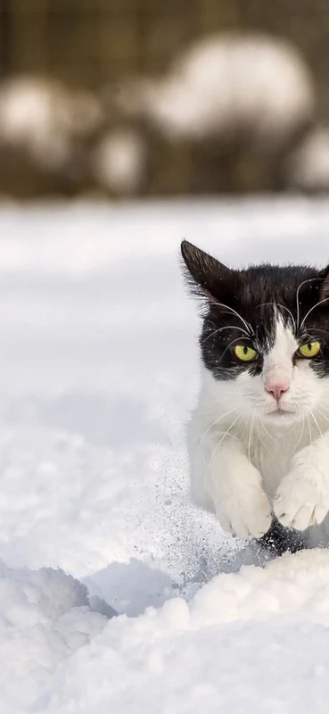 PeelitStickit Cat, Animal Wall Murals ID-117, vinyl