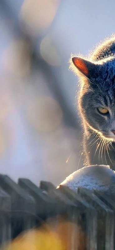 PeelitStickit Cat, Animal Wall Murals ID-173, vinyl