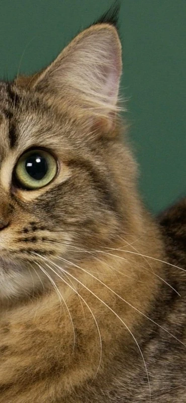 PeelitStickit Cat, Animal Wall Murals ID-215, vinyl