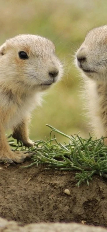 PeelitStickit Cute, Animal Wall Murals ID-254, vinyl