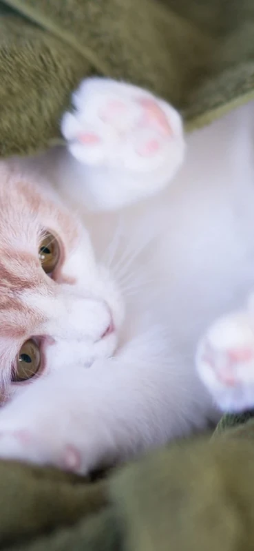 PeelitStickit ID-090 60 Width x 130 cm Height Cute Cat Vinyl Animal Wall Mural