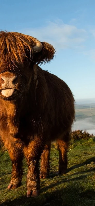 PeelitStickit Cow, Animal Wall Murals ID-084, vinyl