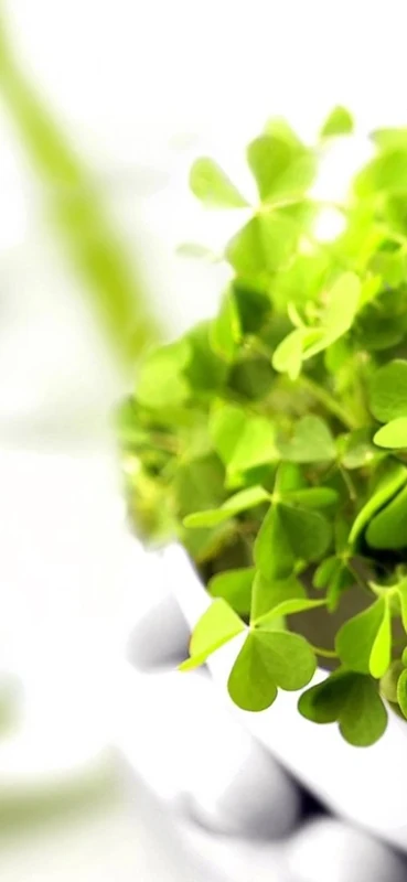 PeelitStickit ID-202 60 Width x 130 cm Height Cute Cat Vinyl Animal Wall Mural