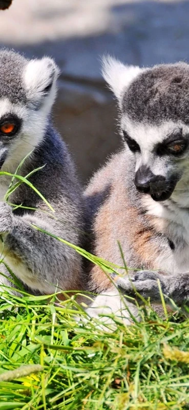 PeelitStickit Cute Three aminals, Animal Wall Murals ID-189, vinyl