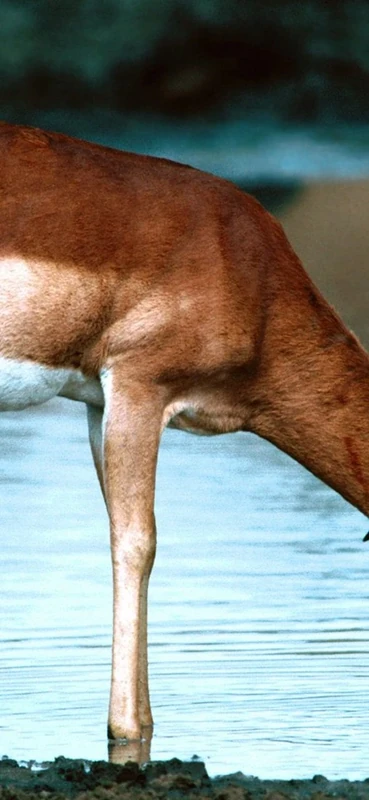 PeelitStickit Deer, Animal Wall Murals ID-025, vinyl