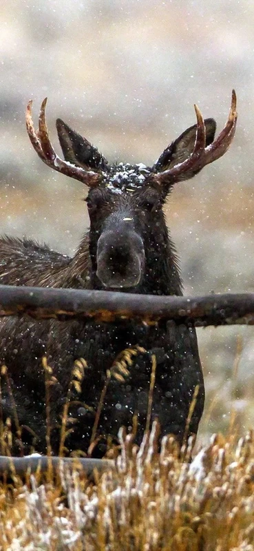 PeelitStickit ID-076 60 Width x 130 cm Height Deer looking out of fence Vinyl Animal Wall Mural