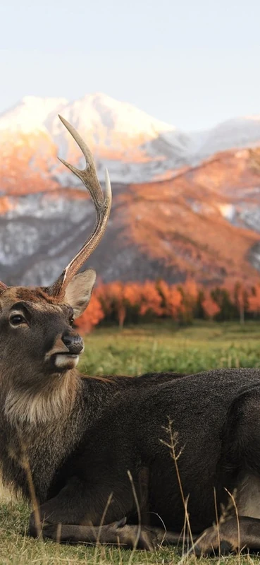 PeelitStickit Deer, Animal Wall Murals ID-236, vinyl