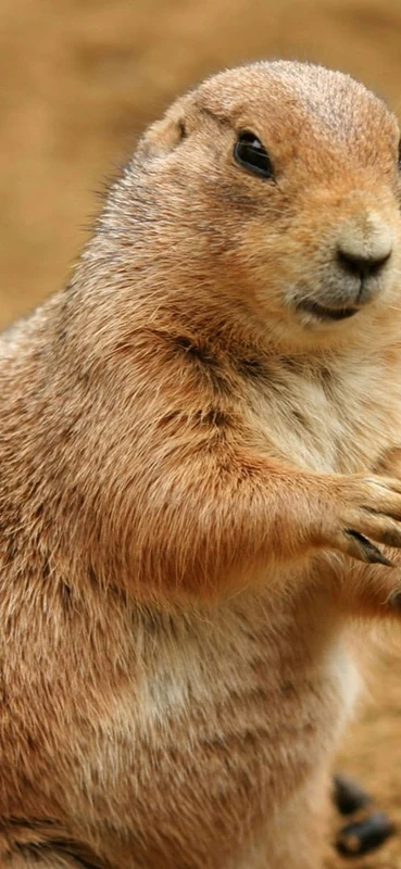 PeelitStickit Dessert, Animal Wall Murals ID-261, vinyl