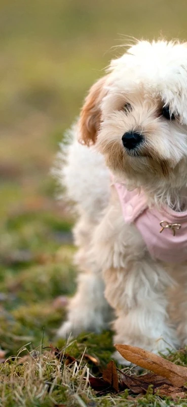 PeelitStickit Dog, Animal Wall Murals ID-092, vinyl