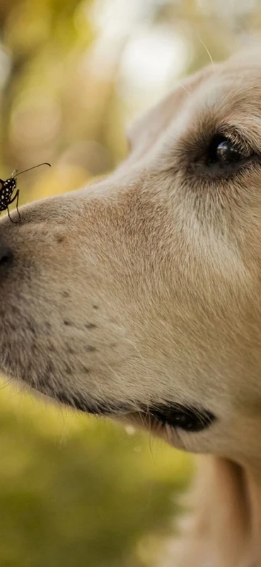 PeelitStickit Dog, Animal Wall Murals ID-096, vinyl