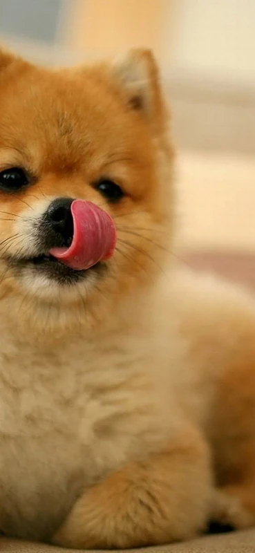 PeelitStickit Dog, Animal Wall Murals ID-101, vinyl