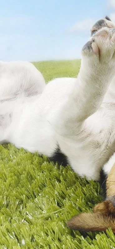 PeelitStickit Dog, Animal Wall Murals ID-212, vinyl