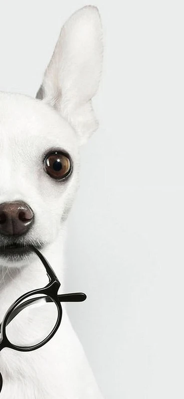 PeelitStickit Dog, Animal Wall Murals ID-200, vinyl