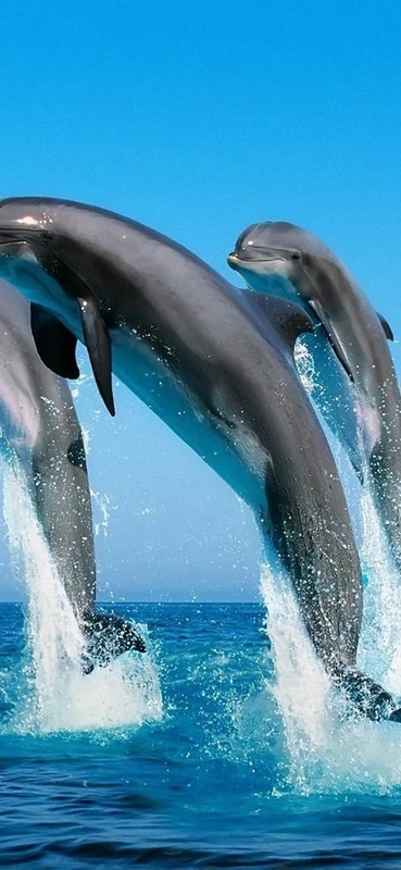 PeelitStickit Dolphin Underwater, Undersea Wall Murals ID-005, vinyl