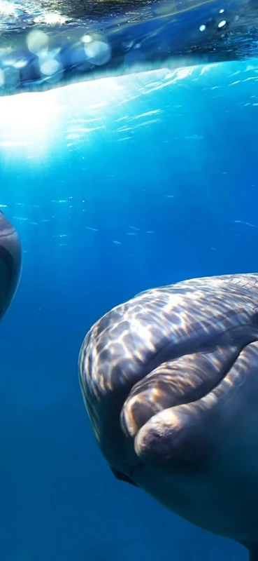 PeelitStickit Dolphin Underwater, Undersea Wall Murals ID-013, vinyl