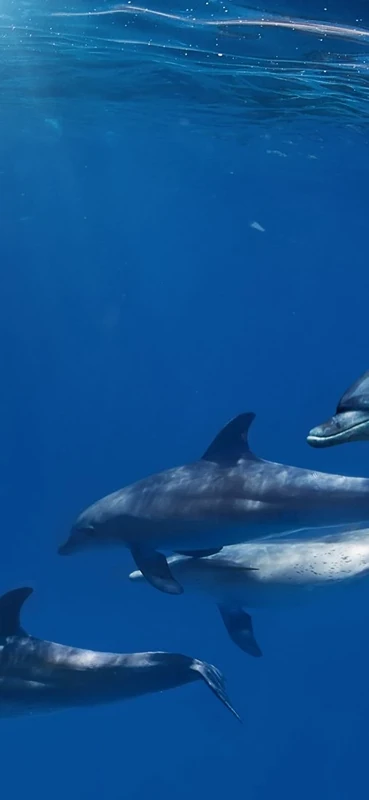 PeelitStickit Dolphin Underwater, Undersea Wall Murals ID-016, vinyl