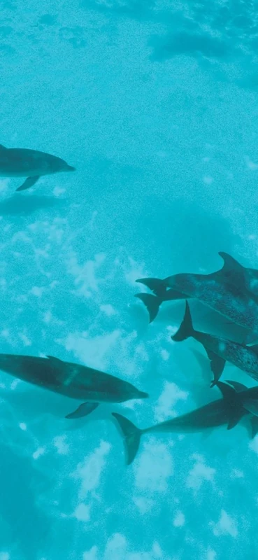 PeelitStickit Dolphin Underwater, Undersea Wall Murals ID-020, vinyl