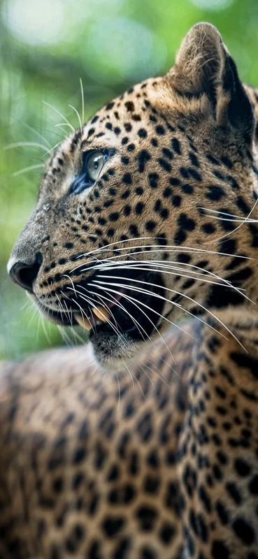 PeelitStickit Dotted Cheetah, Beautiful Nature Wall Murals, ID-3333, vinyl