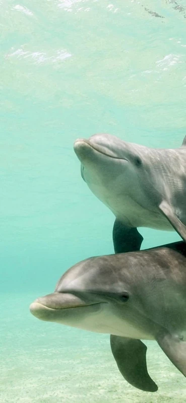 PeelitStickit Duo Dolphin Swimming, Animal Wall Murals ID-239, vinyl