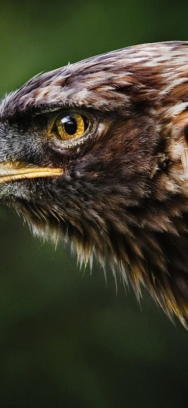 PeelitStickit Eagle, Animal Wall Murals ID-147, vinyl