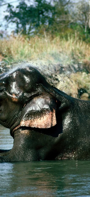 PeelitStickit Elephant, Animal Wall Murals ID-032, vinyl