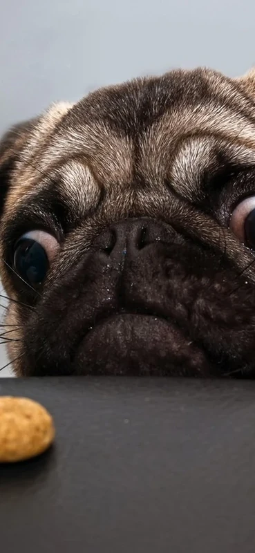 PeelitStickit English Bull Dog, Animal Wall Murals ID-208, vinyl