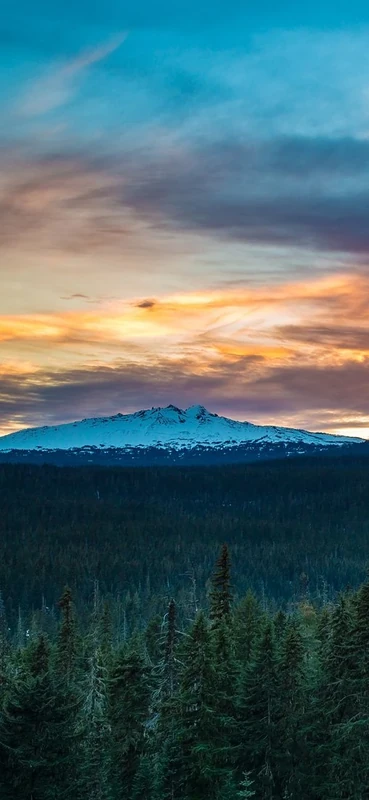 PeelitStickit Forest, Wall Murals, ID-047, vinyl