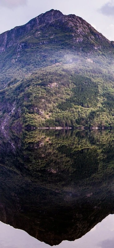 PeelitStickit Forest, Wall Murals, ID-049, vinyl