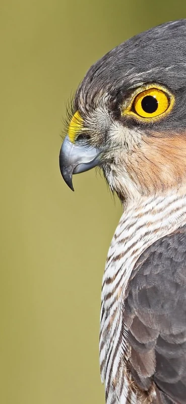 PeelitStickit Grey Bird, Animal Wall Murals ID-121, vinyl