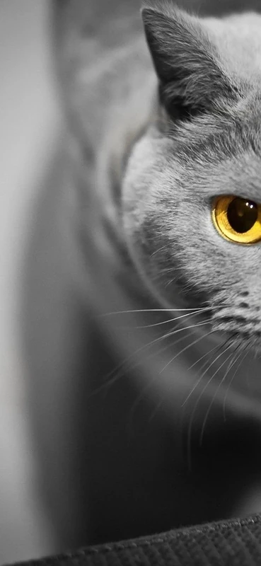 PeelitStickit Grey Cat, Animal Wall Murals ID-109, vinyl