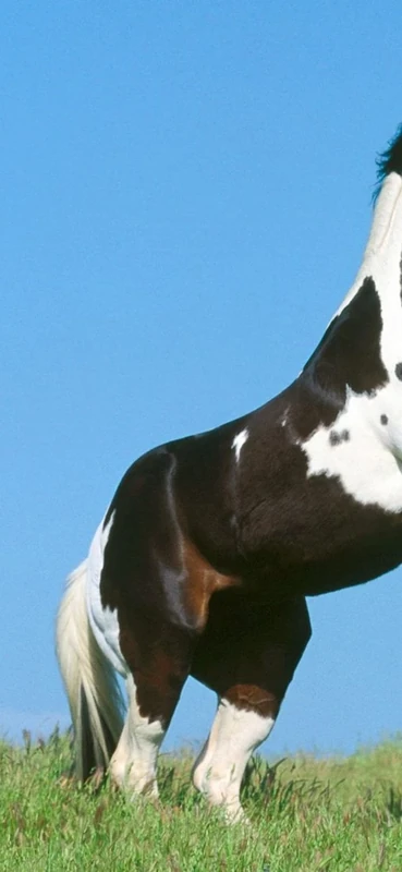 PeelitStickit Horse, Animal Wall Murals ID-035, vinyl